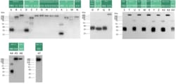Sino Biological SARS-CoV-2 Spike Antibody, Omicron Reactive, Mouse MAb