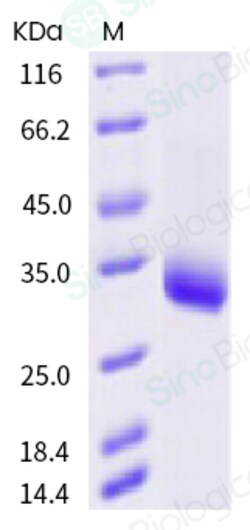 Sino Biological SARS-CoV-2 (2019-nCoV) Spike RBD(Y508H)-His Recombinant