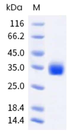 Sino Biological SARS-CoV-2 BA.4.6/BF.7 (Omicron) Spike RBD Protein (His