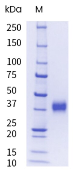 Sino Biological&nbsp;SARS-COV-2 JN.1 (Omicron) Spike RBD Protein (aa319-529, His Tag)(HPLC-verified), Endotoxin-Free