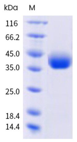 Sino Biological&nbsp;SARS-CoV-2 LF.7 (Omicron) Spike RBD Protein (His & AVI Tag), Biotinylated (HPLC-verified) 20