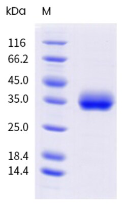 Sino Biological&nbsp;SARS-CoV-2 XBB.1.5 (Omicron) Spike RBD Protein (His & AVI Tag), Biotinylated (HPLC-verified) 20