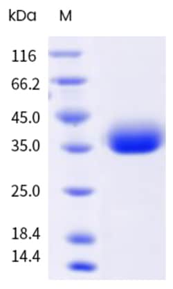 Sino Biological&nbsp;SARS-CoV-2 BA.1 (Omicron) Spike RBD Protein (His & AVI Tag), Biotinylated (HPLC-verified) 20
