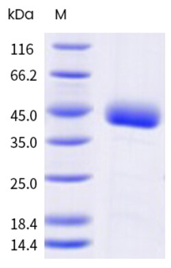 Sino Biological&nbsp;SARS-CoV-2 NB.1.8.1 (Omicron) Spike RBD Protein (His & AVI Tag), Biotinylated (HPLC-verified) 20