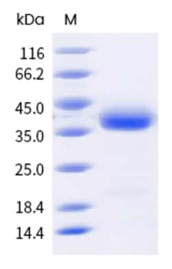 Sino Biological SARS-CoV-2 (BA.4/BA.5) Spike RBD Protein (His & AVI Tag),