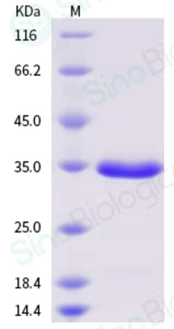 Sino Biological SARS-CoV-2 (2019-nCoV) 3CLpro / 3C-like protease-His Recombinant