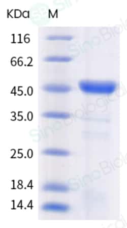 Sino Biological SARS-CoV-2 (2019-nCoV) envelope(CoV-E) protein (C40A, C43A,