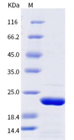 Sino Biological SARS-CoV-2 NSP8-CoV Protein 100ug (Sino Biological), Quantity: