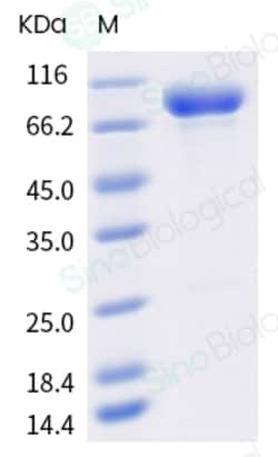 Sino Biological Influenza A H3N2 (A/Cambodia/e0826360/2020) Hemagglutinin