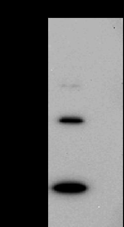 Sino Biological MPXV MPXV-A35R MAb 100ul (Sino Biological), Quantity: Each