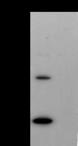 Sino Biological Monkeypox Virus (MPXV) A35 Antibody, Mouse MAb 100µL, Quantity: