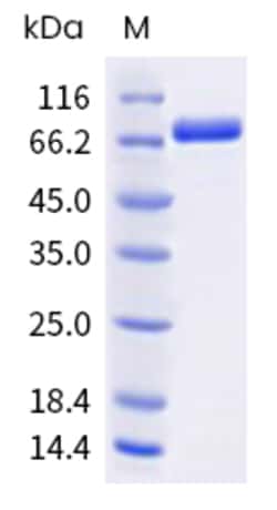Sino Biological HSV2 gB Protein 100ug (Sino Biological), Quantity: Each