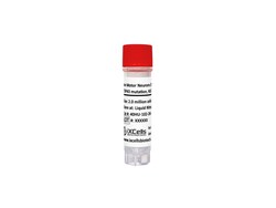 iXCells Biotechnologies Human Motor Neurons iPSCderive, Quantity: Each