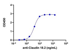 Genscript Corporation CLDN18.2, His, Human, Quantity: Each of 1