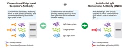 Genscript Corporation Mouse Anti-Rabbit IgG Antibody (M205) [HRP], mAb,