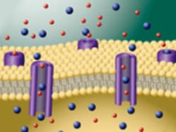 Molecular Devices Membrane Potential Assay Kit, Red, Explorer, Homogeneous Fluorescence