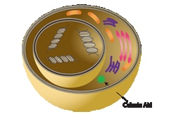 Molecular Devices Assay Kit, Two-Color Fluorescence, Mammalian Cells, 96-Well