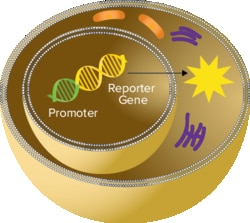 Molecular Devices dsDNA Assay Kit, AccuBlue Pico, 5 pg-3 ng