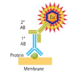 Molecular Devices Western Blot Assay Kit, Eu-Labeled Streptavidin, Bulk, 60 μg