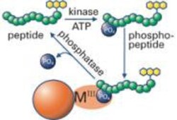 Molecular Devices IMAP FP Screening Kit, Progressive Binding, Fluorescence Polarization