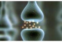 Molecular Devices Membrane Potential Assay Kit, Explorer, Blue Dye, 96/384-Well