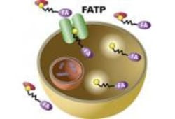 Molecular Devices KIT ASSAY FLIPR CALCIUM 4 CELL BASED