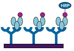 Molecular Devices CATCHPOINT CAMP 96 ASSAY EXPLORER KIT