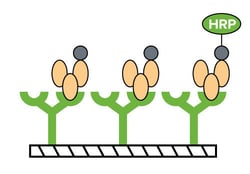 Molecular Devices CatchPoint cGMP Assay Kit, 384-Well, Clear Bottom