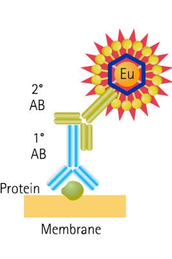 Molecular Devices Donkey Anti-Goat Secondary Antibody, Europium-Labeled, 60 μg