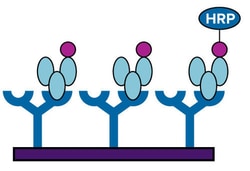 Molecular Devices cGMP Fluorescent Assay Kit, 96-Well, Bulk, Competitive Immunoassay