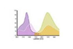 Molecular Devices CatchPoint cAMP Assay Kit, Fluorescent, 384-Well, Explorer