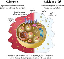 Molecular Devices FLIPR Calcium Assay Kit, Express, Fluorescent, 96/384/1536-Plate