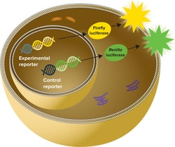 Molecular Devices Reporter Assay Kit, Dual Luciferase, 200 Reactions, Explorer