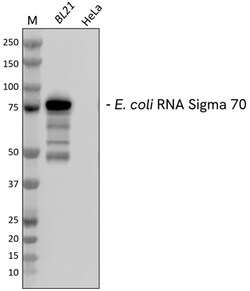 Biolegend&nbsp;Purified anti-E  coli RNA Sigma 70 Recombinant [2G10 RecM1]  Isotype  Mouse IgG1     Reactivity  E  coli  Apps  WB  Size  100  g
