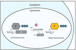 Biolegend&nbsp;LysoFix-GBA (Lysosomal GCase Probe Yellow)  Reactivity  Human  Apps  ICC  Live cell imaging  Size  500  g