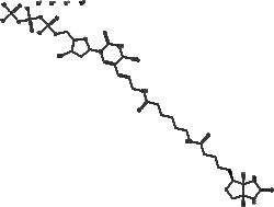 Apexbio Technology LLC Biotin-11-dUTP(Synonyms: Biotin-11-deoxyuridine