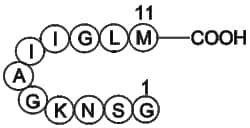 Apexbio Technology LLC Amyloid Beta-peptide (25-35) (human)(Synonyms: Amyloid