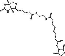 Apexbio Technology LLC&nbsp;NHS-SS-11-Biotin(Synonyms: Sulfo-NHS-SS-Biotin, EZ-Link NHS-SS-Biotin, NHS-SS-D-Biotin, N-Hydroxysuccinimidyl-SS-Biotin), 5mg, CAS: 142439-92-7.