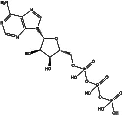Apexbio Technology LLC ATP(Synonyms: Adenosine triphosphate, Adenosine