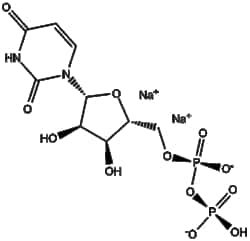 Apexbio Technology LLC UDP disodium salt(Synonyms: Uridine 5'-diphosphate