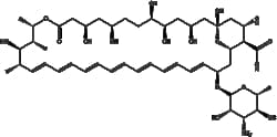 Apexbio Technology LLC&nbsp;Amphotericin B 1397-89-3 10mM (in 1mL DMSO)