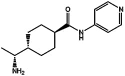 Apexbio Technology LLC Y-27632 146986-50-7 10mM (in 1mL DMSO)