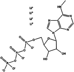 Apexbio Technology LLC N6-Methyl-ATP 50ul (100 mM)