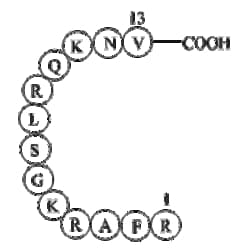 Apexbio Technology LLC&nbsp;[Ser25] Protein Kinase C (19-31) 136795-05-6 5mg