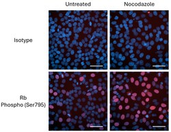 Biolegend&nbsp;Purified anti-Rb Phospho Ser79