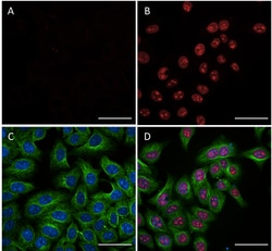 Biolegend&nbsp;Purified anti-HMGB1