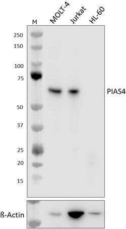 Biolegend&nbsp;Purified anti-PIAS4