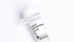 New England Biolabs, Inc.&nbsp;Endo-&beta;-Galactosidase - 50 ug