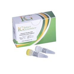 INTACT GENOMICS INC&nbsp;Bsu DNA Polymerase Large Fragment, Lyophilized 2000 Units (5 units/µl)