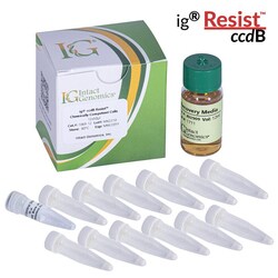INTACT GENOMICS INC&nbsp;ig ccdB Resist&trade; Chemically Competent Cells 12x50μl
